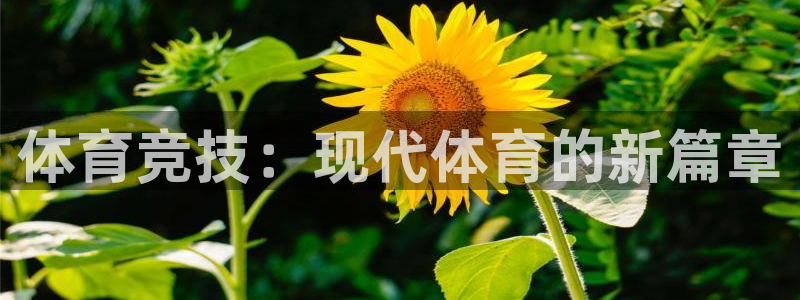 MK体育官网下载平台注册要钱吗是真的吗：体育竞技：现